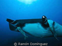 Giant Manta, Revillagigedo archipelago. by Ramón Domínguez 